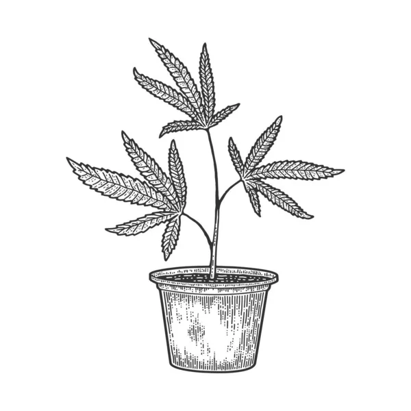 Narkotická rostlina konopí náčrt rytiny vektorové ilustrace. Design trička s potiskem. Stírací deska imitace. Černobílý ručně kreslený obrázek. — Stockový vektor