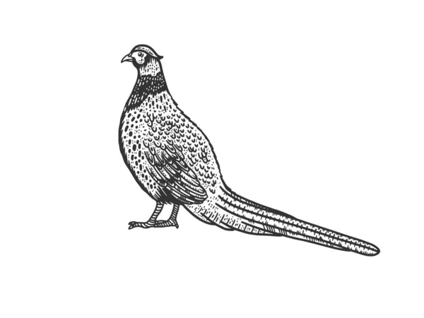 Yaygın olarak kullanılan sülün kuşu çizimi, kabartma vektör çizimi. Tişört giysisi baskısı tasarımı. Çizik tahtası taklidi. Siyah beyaz el çizimi resim. — Stok Vektör