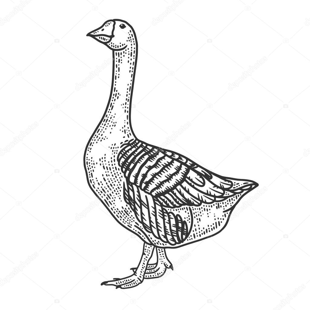 Anser Grey Goose bird sketch engraving vector illustration. T-shirt apparel print design. Scratch board imitation. Black and white hand drawn image.