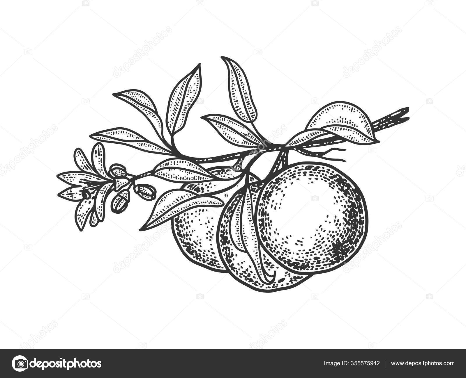 Mandarin orange plant sketch engraving vector illustration. Tshirt