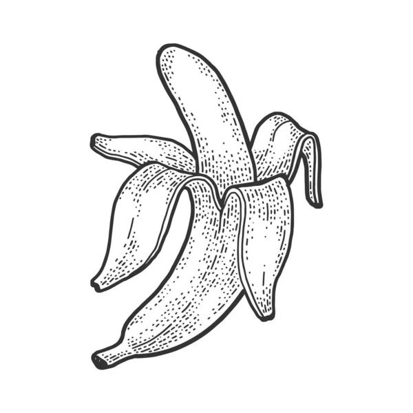 Geschälte Bananenpflanze Skizze Gravurvektorillustration. T-Shirt-Print-Design. Rubbelbrett-Imitat. Handgezeichnetes Schwarz-Weiß-Bild. — Stockvektor