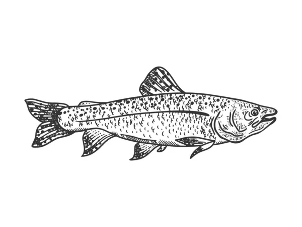 Saumon poisson croquis gravure vectoriel illustration. T-shirt imprimé design. Imitation de carte à gratter. Image dessinée à la main noir et blanc . — Image vectorielle