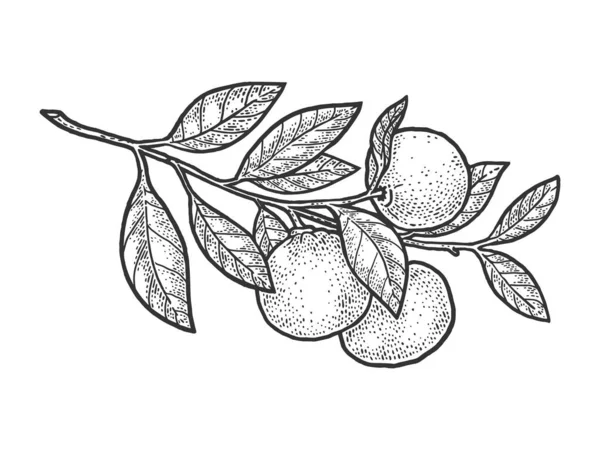Mandarina naranja planta bosquejo grabado vector ilustración. Diseño de estampado de ropa de camiseta. Scratch board imitación. Imagen dibujada a mano en blanco y negro . — Archivo Imágenes Vectoriales