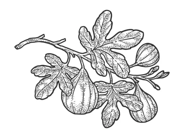 Common fig plant tree sketch engraving vector illustration. T-shirt apparel print design. Scratch board imitation. Black and white hand drawn image. — Stock Illustration Common fig plant tree sketch engraving vector illustration. T-shirt apparel print design. Scratch board imitation. Black and white hand drawn image. Vector Graphics