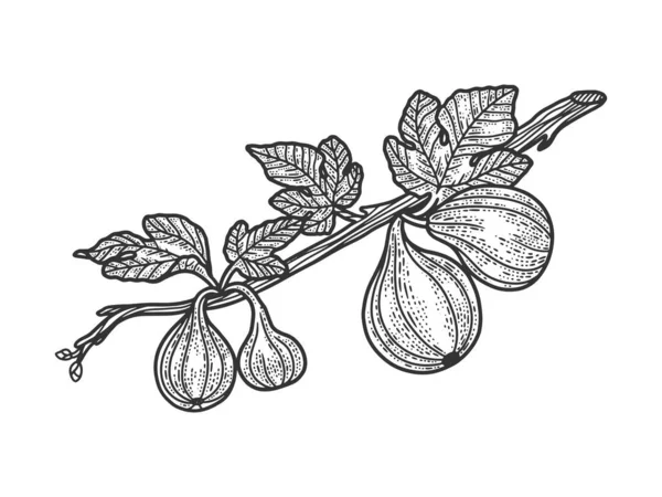 Yaygın incir ağacı çizimi, kabartma vektör çizimi. Tişört giysisi baskısı tasarımı. Çizik tahtası taklidi. Siyah beyaz el çizimi resim. — Stok Vektör