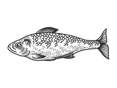 Ringa balığı çizimi, kabartma vektör çizimi. Tişört giysisi baskısı tasarımı. Çizik tahtası taklidi. Siyah beyaz el çizimi resim.