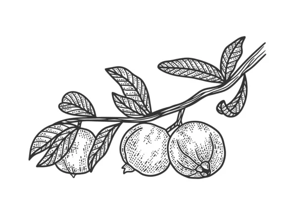 Planta de Psidium Guava con ilustración vectorial de bocetos de frutas. Diseño de estampado de ropa de camiseta. Scratch board imitación. Imagen dibujada a mano en blanco y negro . — Archivo Imágenes Vectoriales