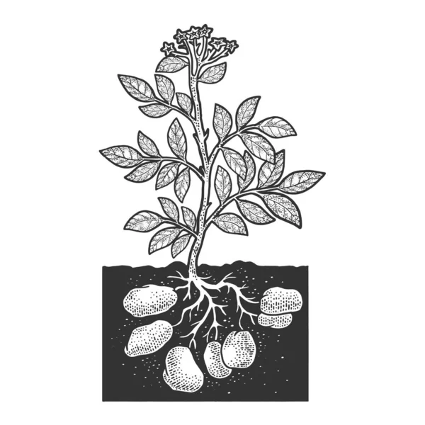 Potato planta raiz vegetal esboço gravura vetor ilustração. T-shirt design de impressão de vestuário. Imitação de raspadinha. Imagem desenhada à mão preto e branco . — Vetor de Stock