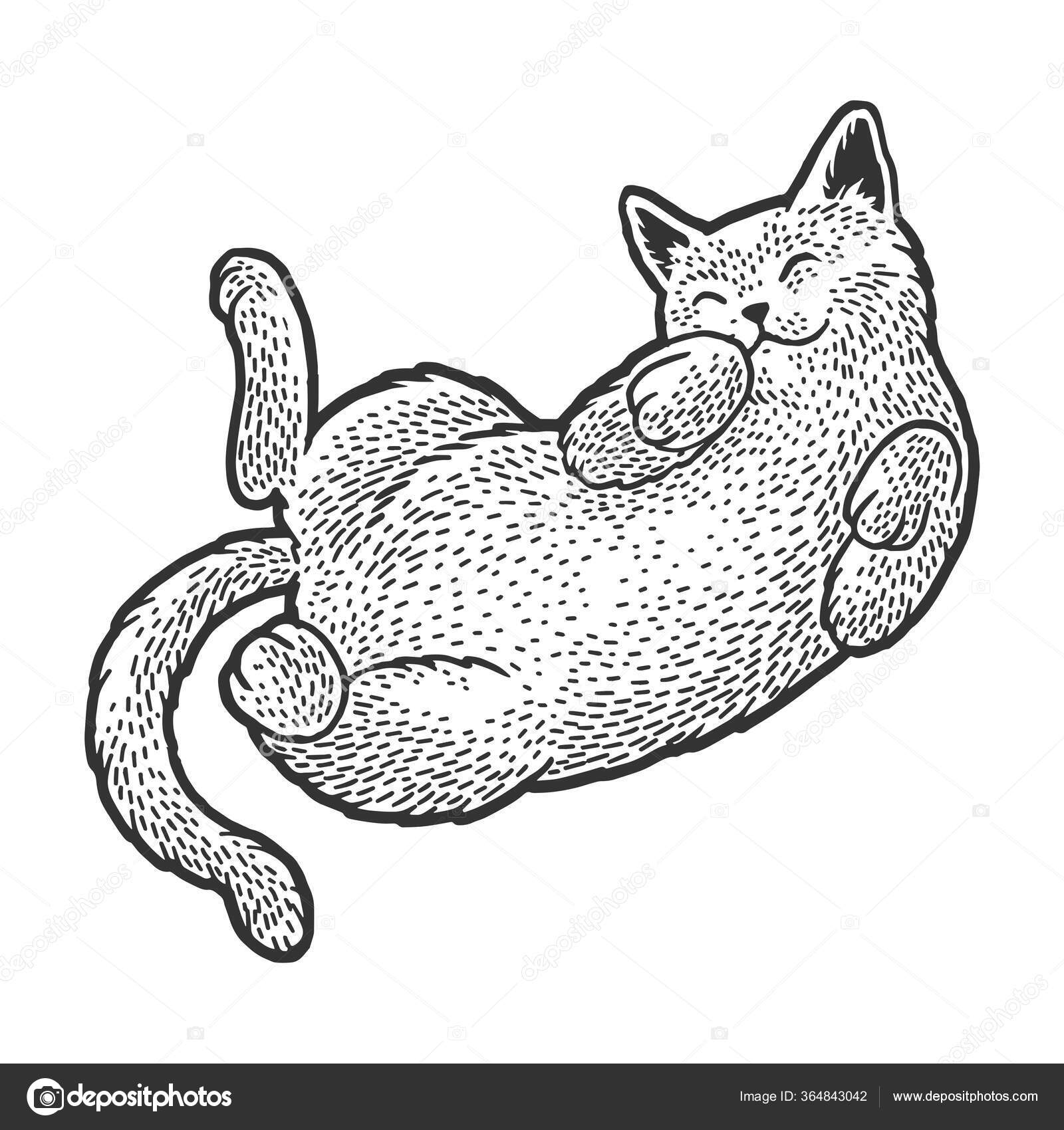 Niedliche Katze schläft auf seinem Rücken Skizze Graviervektorillustration.  T-Shirt-Print-Design. Rubbelbrett-Imitat. Handgezeichnetes Schwarz-Weiß-Bild.  Stock-Vektorbild von ©AlexanderPokusay 364843042, image size:1600x1700