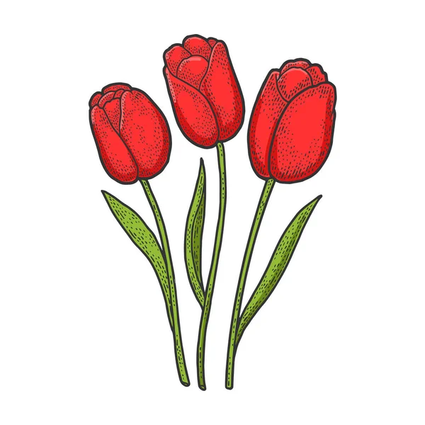 Τουλίπα κόκκινα λουλούδια χρώμα σκίτσο χάραξη διάνυσμα εικονογράφηση. Σχεδιασμός εκτύπωσης ρούχων T-shirt. Απομίμηση χαρτονιού. Ασπρόμαυρη ζωγραφισμένη στο χέρι εικόνα. — Διανυσματικό Αρχείο
