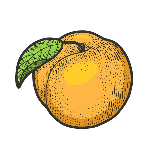 Peach fruit color sketching engraving vector illustration. 티셔츠 의류 인쇄 디자인. 스크래치 보드 모방. 손으로 그린 흑백 그림. — 스톡 벡터