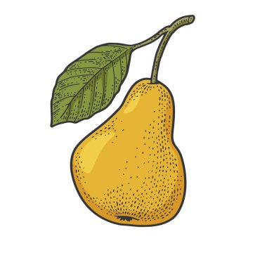 Armut rengi çizimi, kabartma vektör çizimi. Tişört giysisi baskısı tasarımı. Çizik tahtası taklidi. Siyah beyaz el çizimi resim.