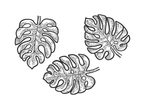 Monstera rostlina listy set náčrt rytiny vektorové ilustrace. Design trička s potiskem. Stírací deska imitace. Černobílý ručně kreslený obrázek. — Stockový vektor