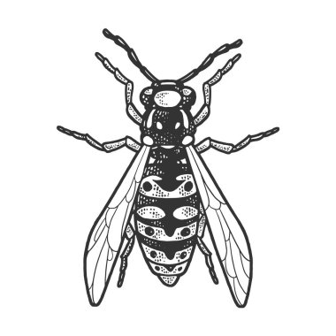 Eşek arısı böcek çizimi, vektör çizimi. Tişört giysisi baskısı tasarımı. Çizik tahtası taklidi. Siyah beyaz el çizimi resim.