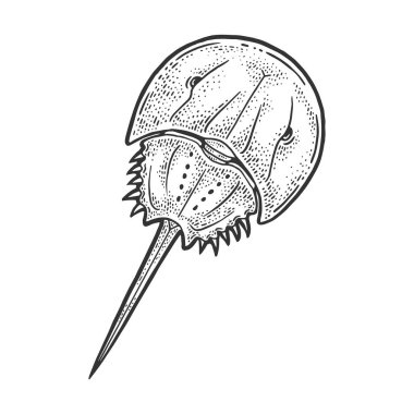 Xiphosura at nalı yengeci çizimi, oyma vektör çizimi. Tişört giysisi baskısı tasarımı. Çizik tahtası taklidi. Siyah beyaz el çizimi resim.