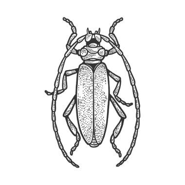 Longhorn böceği çizimi, kabartma vektör çizimi. Tişört giysisi baskısı tasarımı. Çizik tahtası taklidi. Siyah beyaz el çizimi resim.