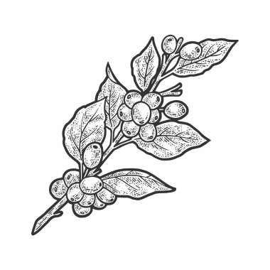 Kahve ağacı çizimi, kabartma vektör çizimi. Tişört giysisi baskısı tasarımı. Çizik tahtası taklidi. Siyah beyaz el çizimi resim.