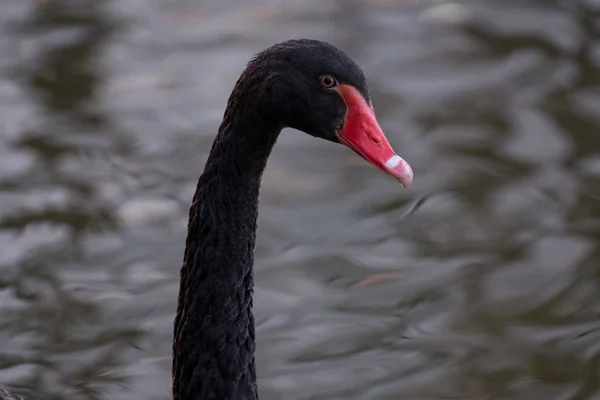 Black Swan baş ve boyun
