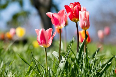 Dört Lale çiçek bahar sahada