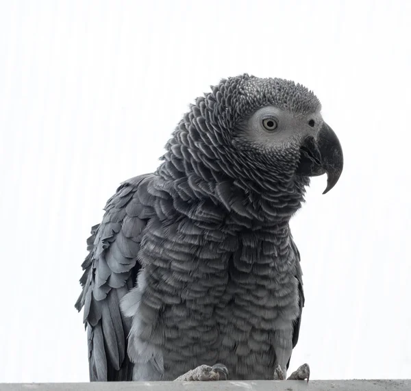 Portret szary papuga na białym tle — Zdjęcie stockowe