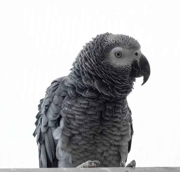 Graupapagei-Porträt isoliert auf Weiß — Stockfoto