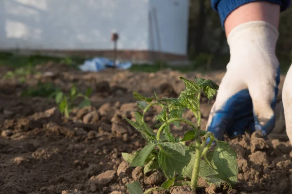 Man Planting Vegetables — Stock Photo, Image