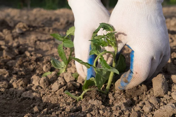 Man Planting Vegetables — Stock Photo, Image