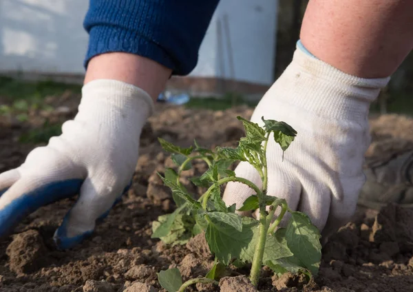 Man Planting Vegetables — Stock Photo, Image