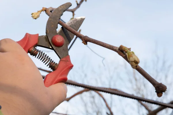 Hand Cutting Branch — Stock Photo, Image