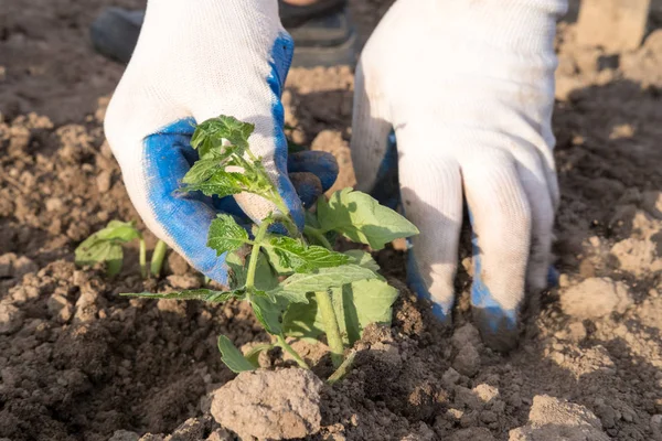 Small Plant Growing Soil — Stock Photo, Image