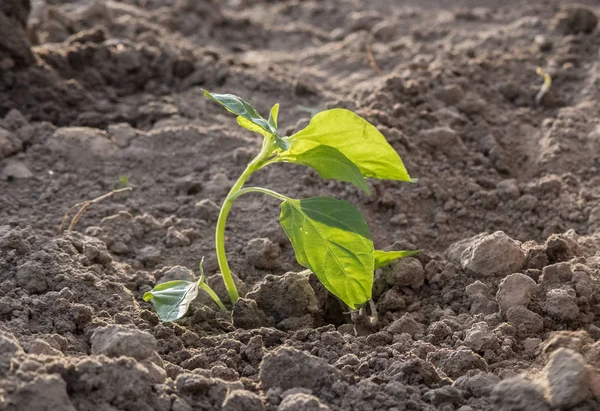 Small Plant Growing Soil — Stock Photo, Image