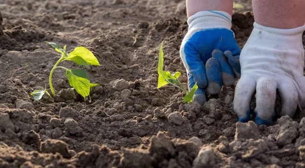 Homem Plantar Vegetais — Fotografia de Stock