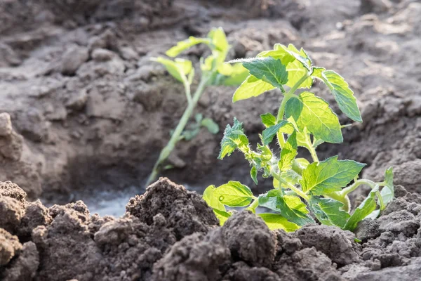Small Plant Growing Soil — Stock Photo, Image