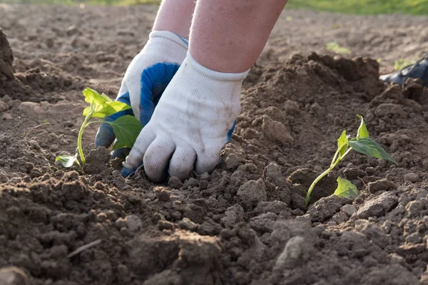 Man Planting Vegetables Farm — Stock Photo, Image