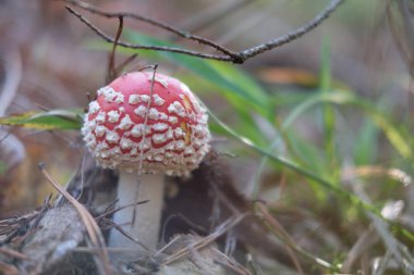 Sinek agaric çam ve çimen şapka Demlikli arasında.