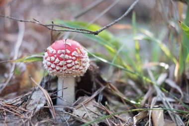 Bokeh üzerinde yeşil yosun ile küçük kırmızı mantarı