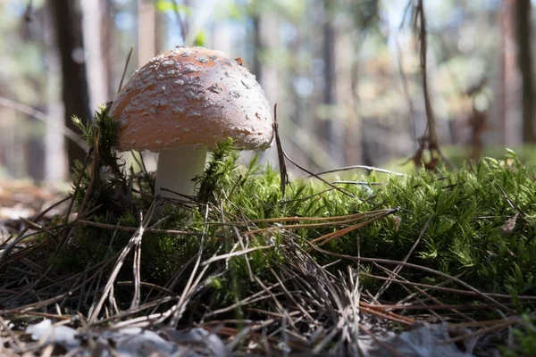 Turuncu sinek agaric yosun ve çam ağaçları arasında.