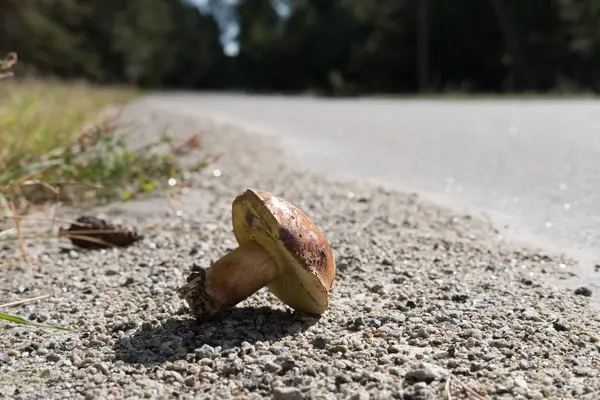 Kahverengi Mantar gri asfalt yolda.