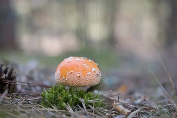 Bokeh üzerinde yeşil yosun ile turuncu mantarı