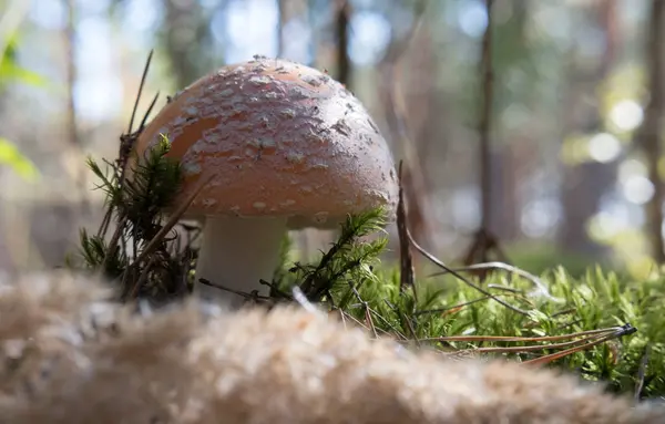 Agaric sarı fırça ile uçmak