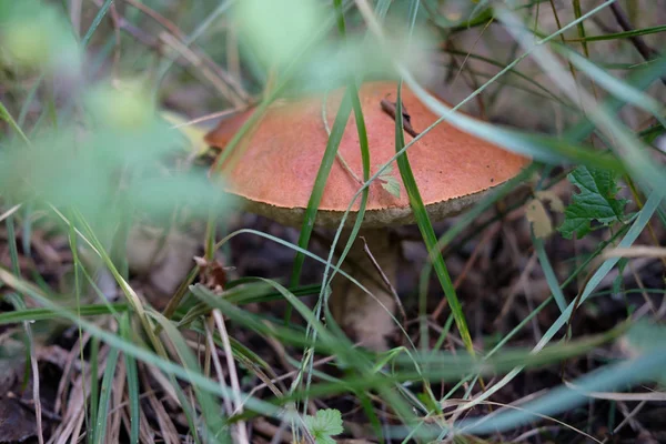 Huş bolete çim ve bir ormanı kaynaklanıyor arasında