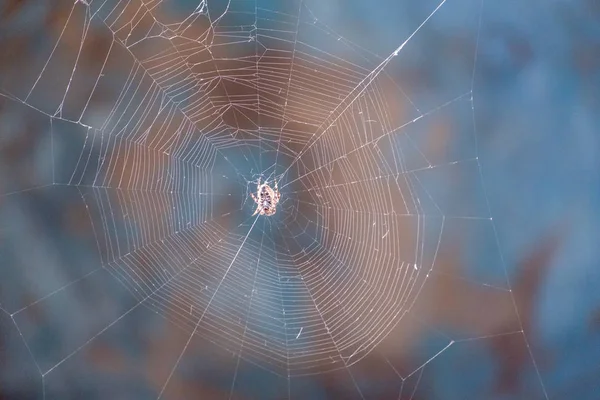 Örümcek ağı ile merkezinde küçük örümcek
