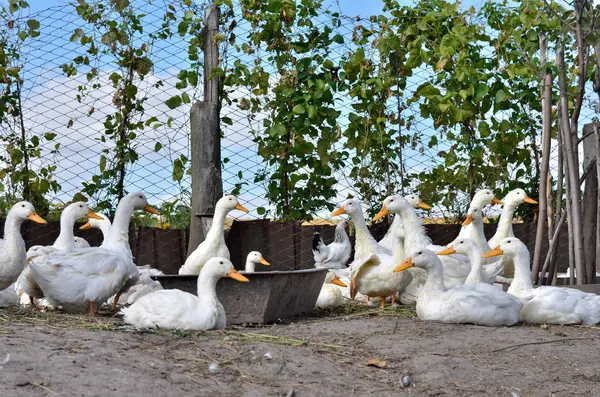 Domácí bílé kachny a káktko — Stock fotografie