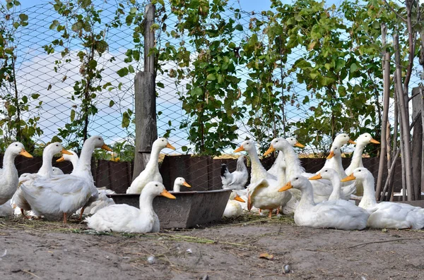 Weiße Enten und Entchen Stockfoto