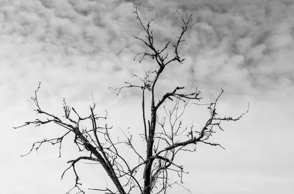 Kuru ağaç dalları ile — Stok fotoğraf