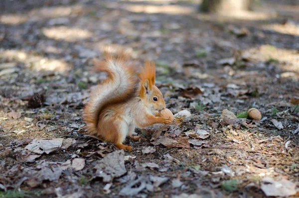 Écureuil avec une noix — Photo