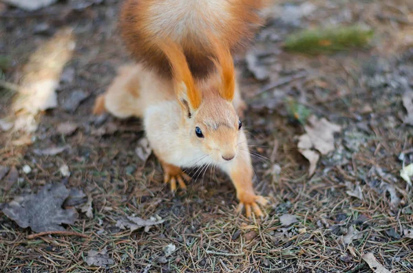 Écureuil avec une grosse noix — Photo