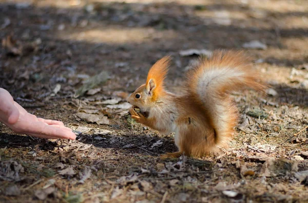 Écureuil prend la noix de la main — Photo