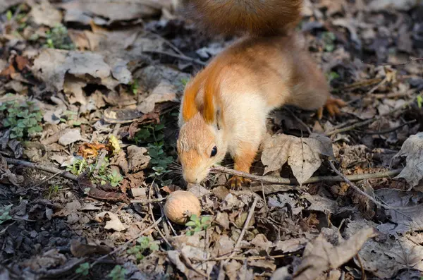 Écureuil avec une grosse noix — Photo
