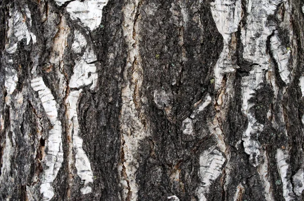 Birch bark background — Stock Photo, Image